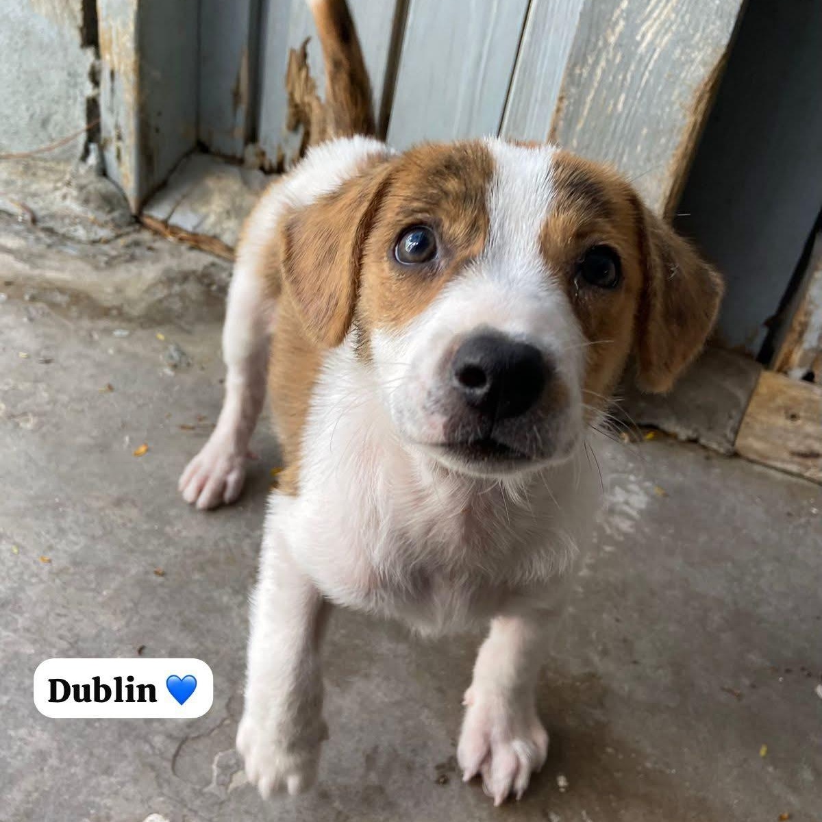 Enlarge Dublin, an adopted Mixed Breed in Thornhill, ON image 3/6