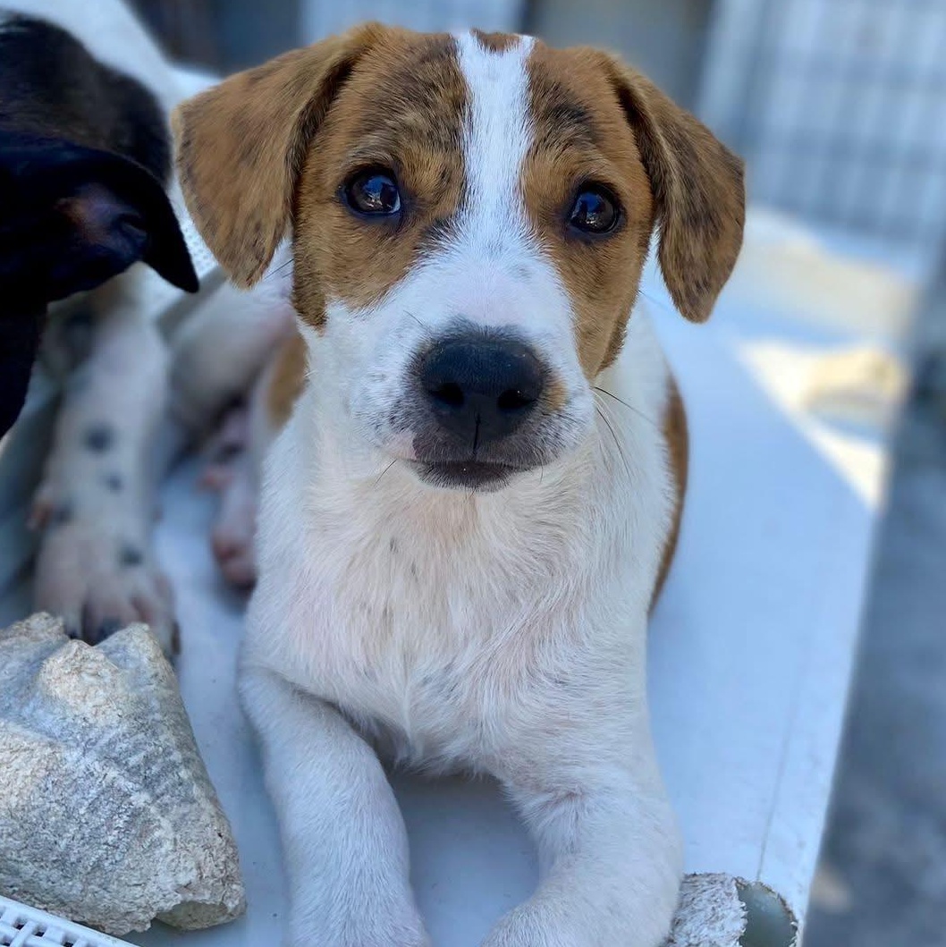 Enlarge Dublin, an adopted Mixed Breed in Thornhill, ON image 1/6