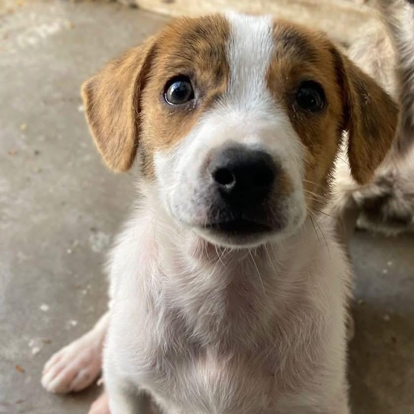 Enlarge Dublin, an adopted Mixed Breed in Thornhill, ON image 6/6