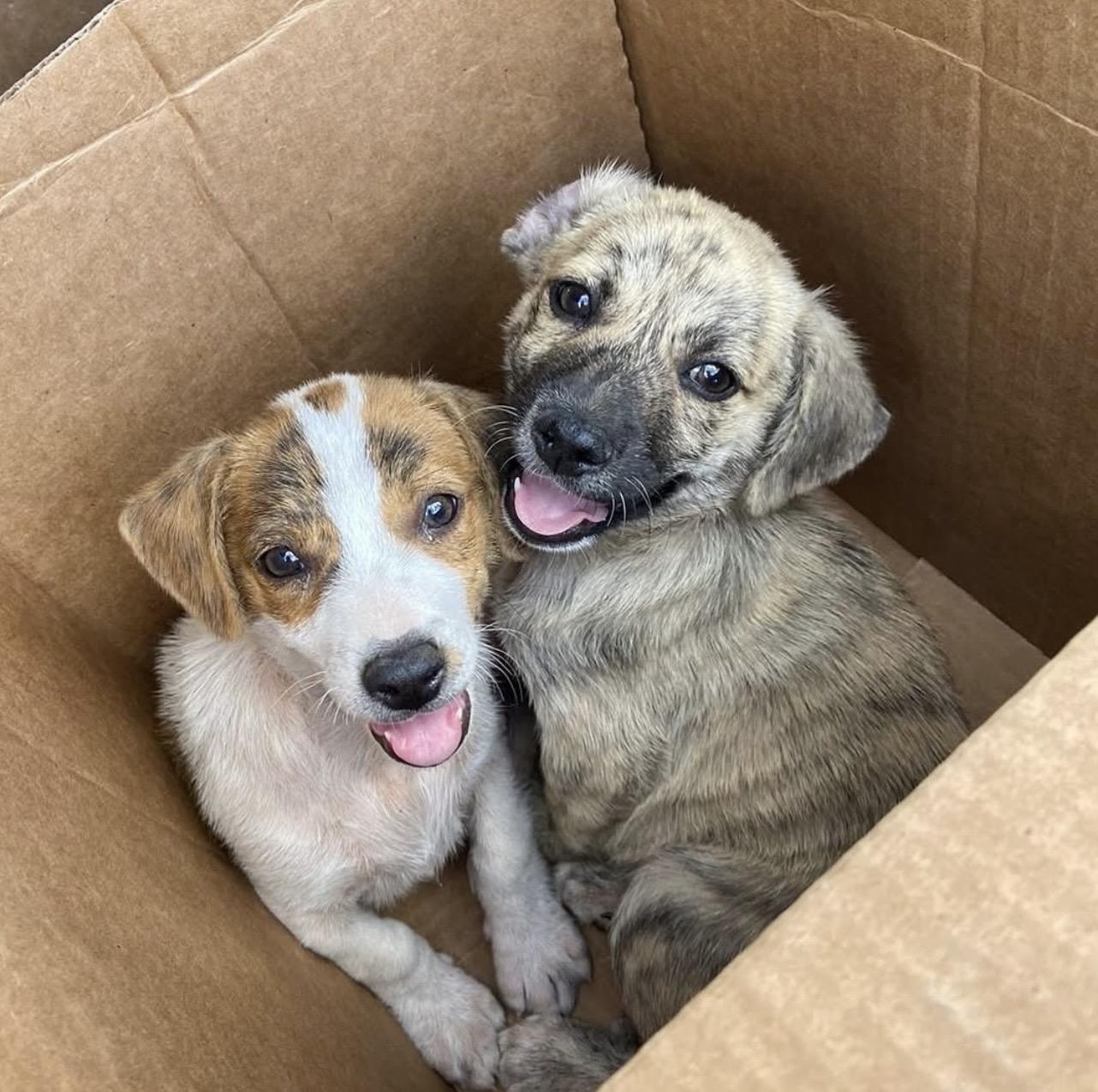 Enlarge Dublin, an adopted Mixed Breed in Thornhill, ON image 2/6