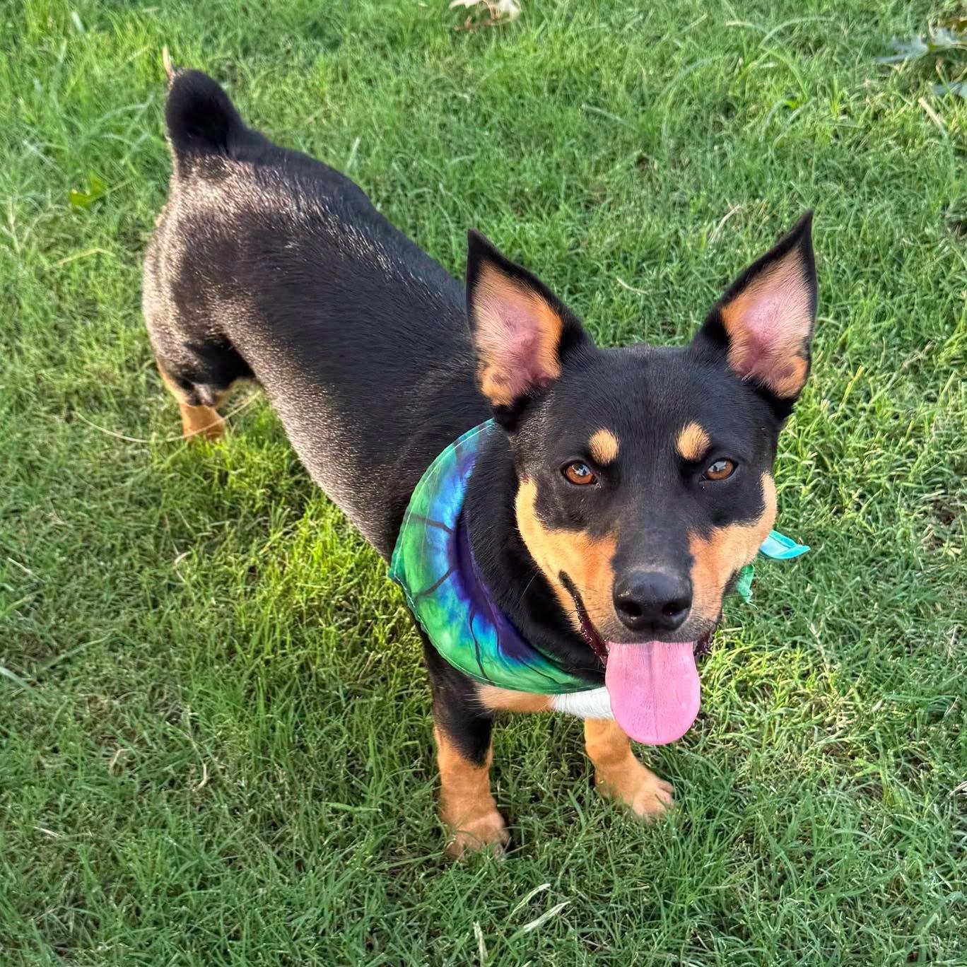 Grady, ADOPTABLE, Young Male Corgi.