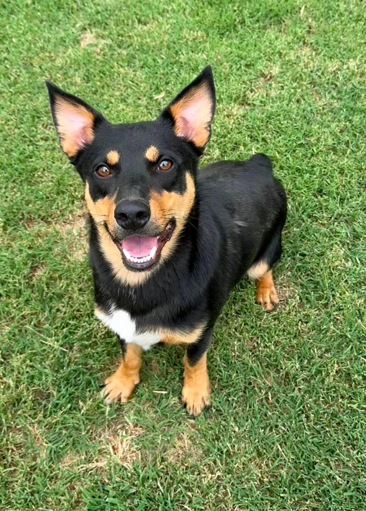 Enlarge Grady, a ADOPTABLE mixed breed in Oklahoma City, OK image 4/4