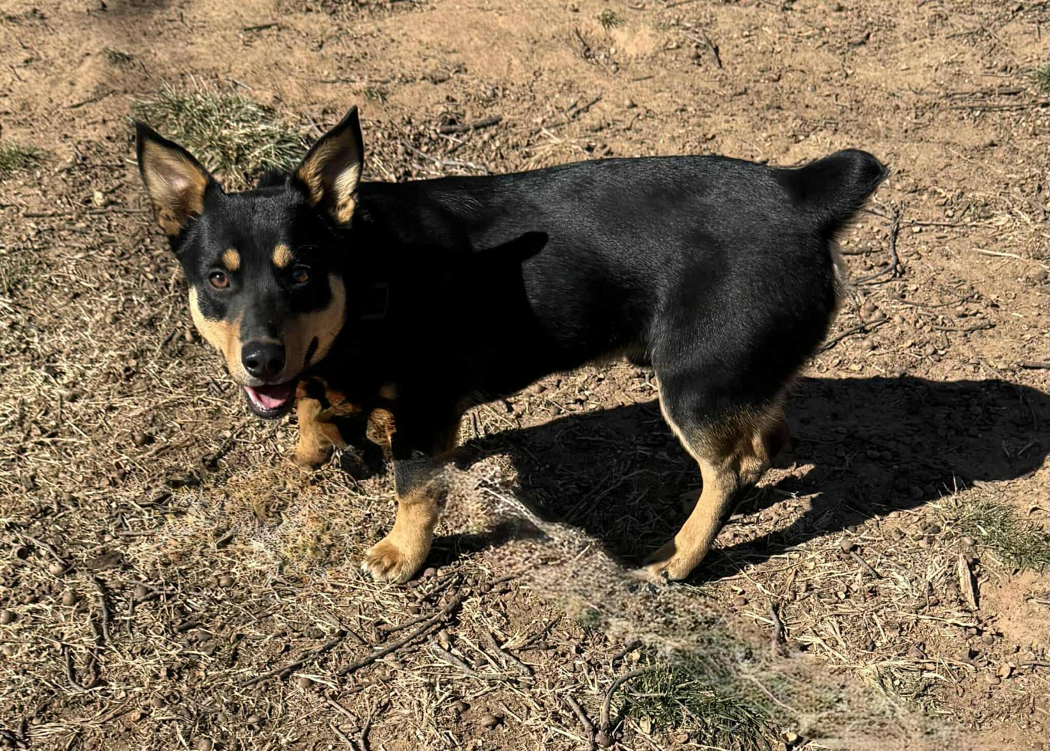 Enlarge Grady, a ADOPTABLE mixed breed in Oklahoma City, OK image 1/1