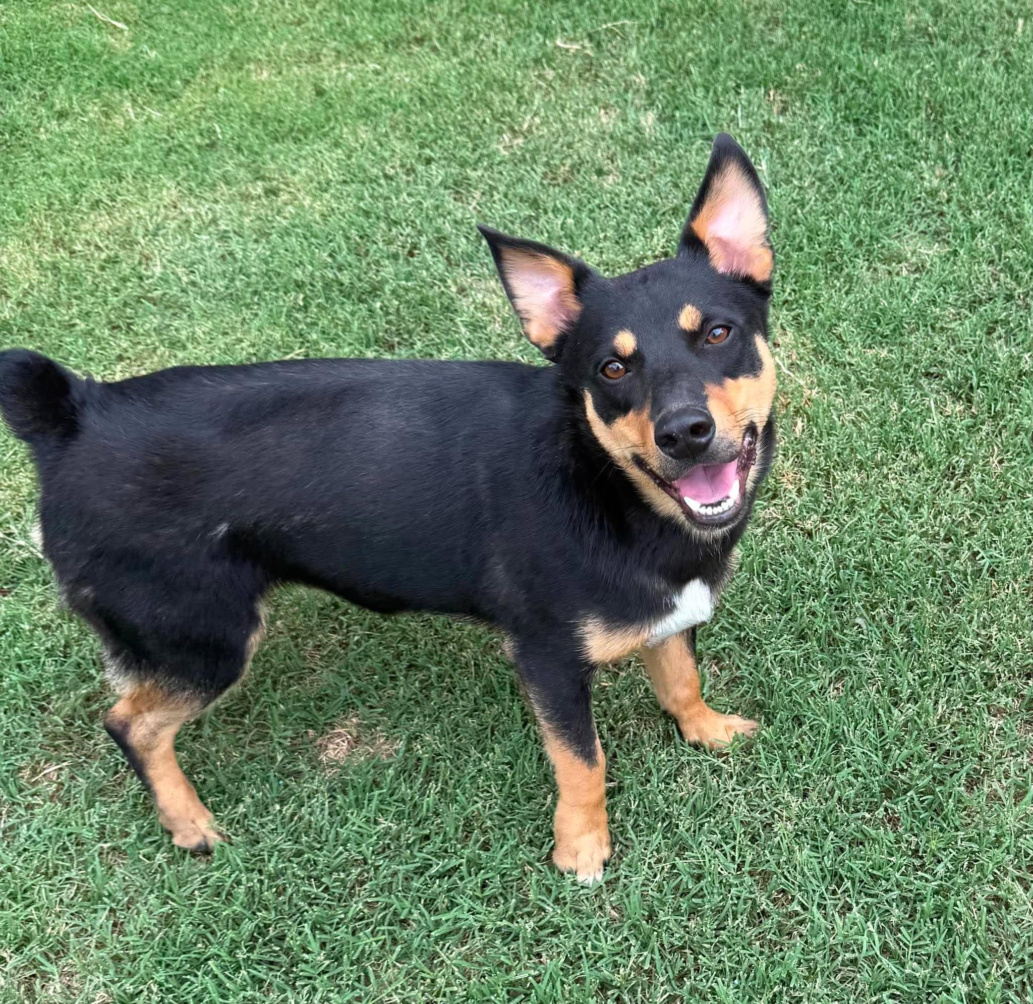 Enlarge Grady, a ADOPTABLE mixed breed in Oklahoma City, OK image 1/4