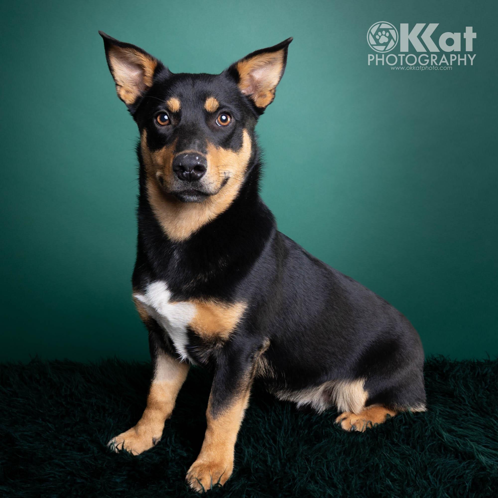 Enlarge Grady, a ADOPTABLE mixed breed in Oklahoma City, OK image 1/2