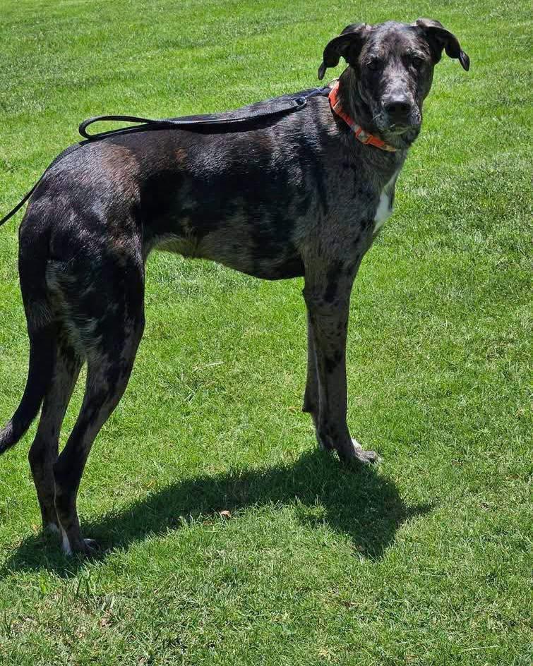Enlarge Nova, an adopted mixed breed in Broken Arrow, OK image 4/4