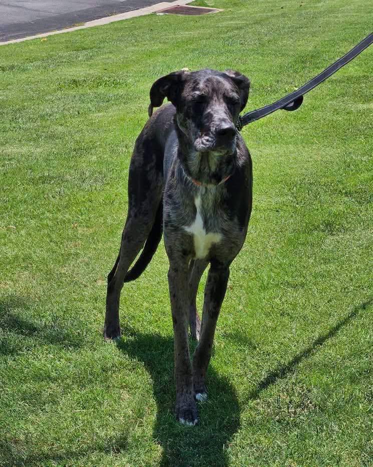 Nova, adopted, Young Female Great Dane & German Shepherd Dog.