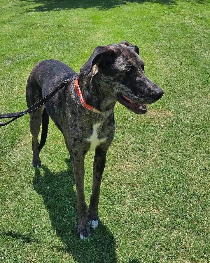 Enlarge Nova, an adopted mixed breed in Broken Arrow, OK image 2/4