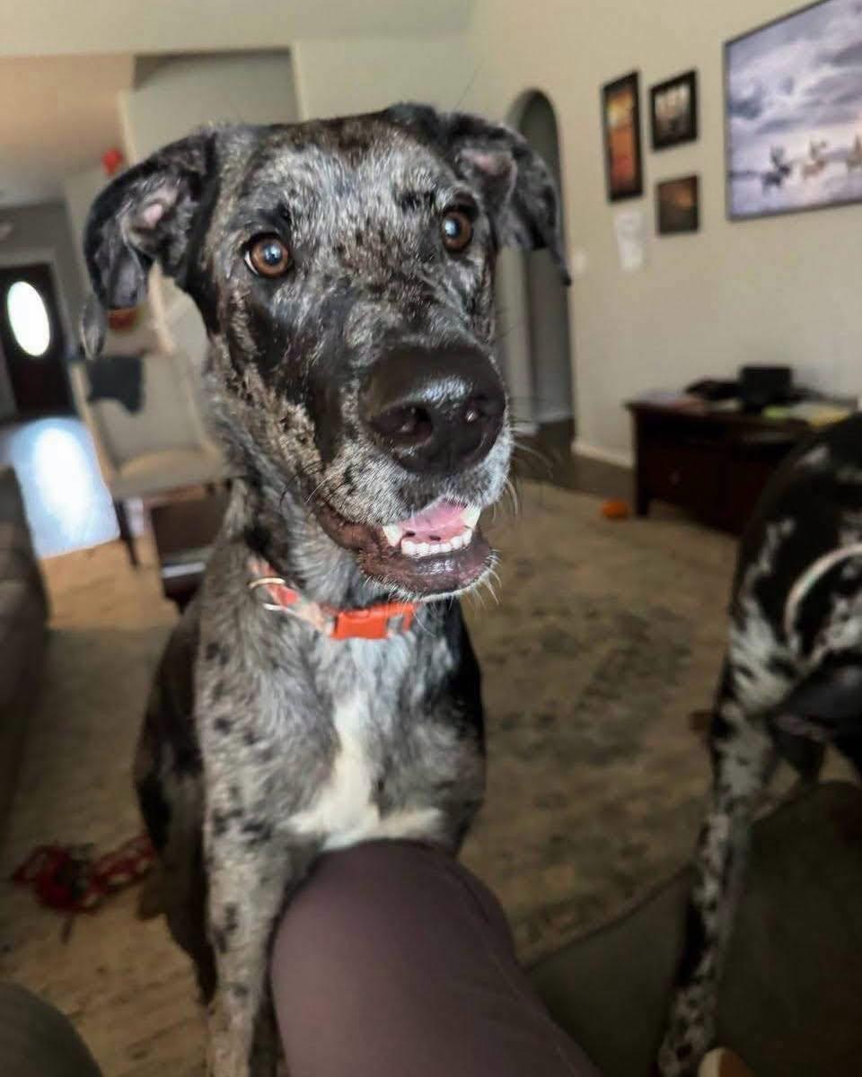 Enlarge Nova, an adopted mixed breed in Broken Arrow, OK image 3/4