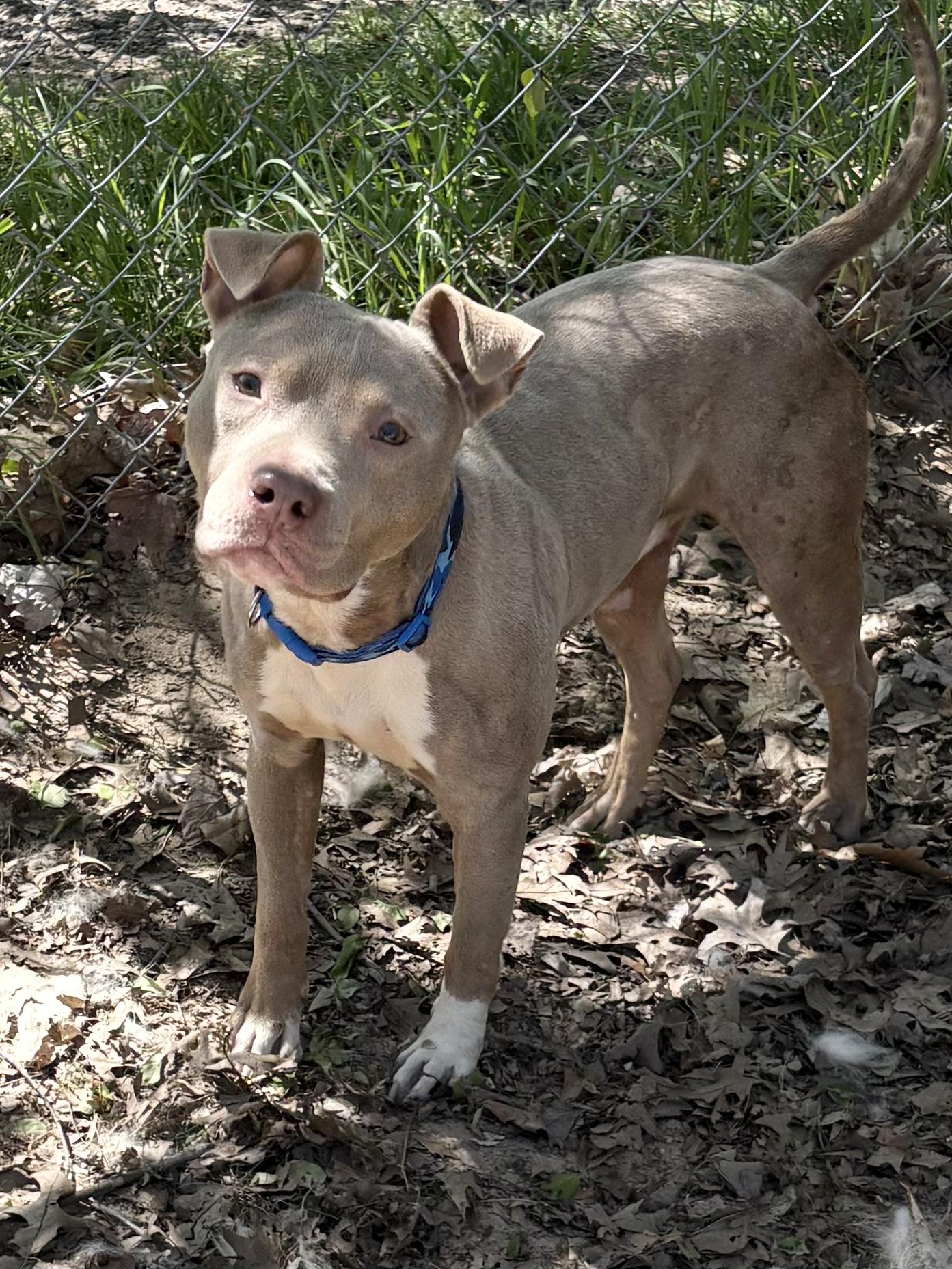 Enlarge Plinko, a ADOPTABLE Mixed Breed in Big Rapids, MI image 4/4