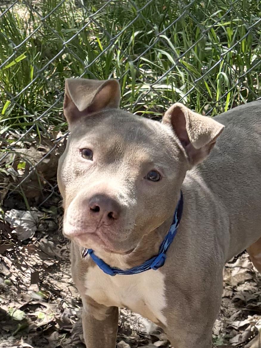 Plinko, ADOPTABLE, Young Male Mixed Breed.