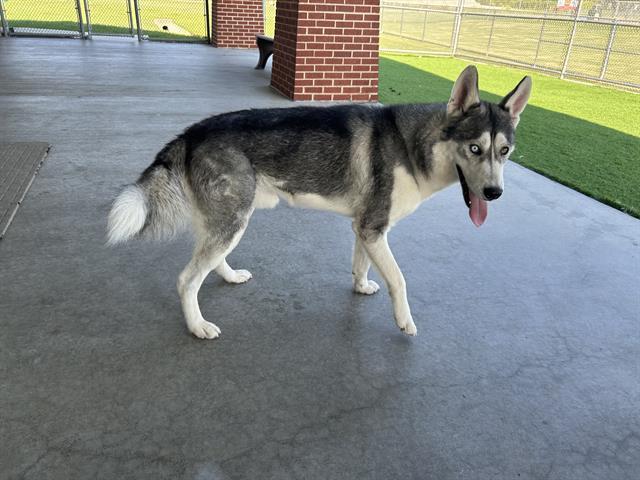 BRIOCHE, Adoptable, Adult Male Siberian Husky & Mixed Breed.