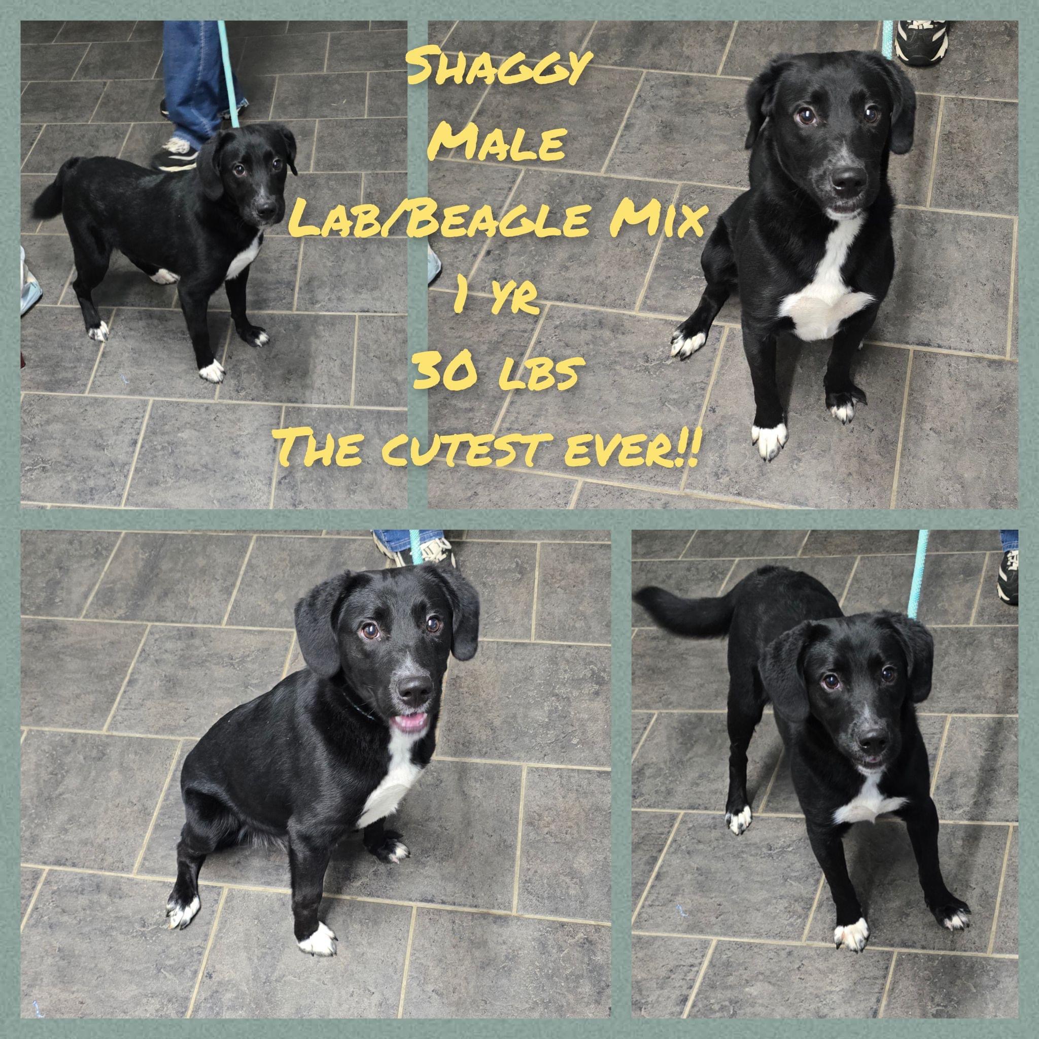 Dog for adoption Shaggy, a Black Labrador Retriever & Beagle Mix in