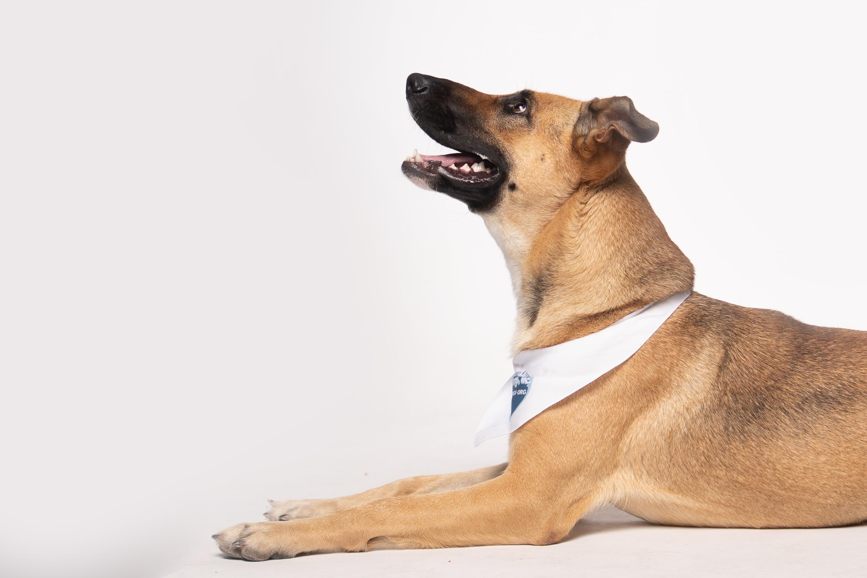 Nova, a Adoptable mixed breed in Houston, TX image 5/6