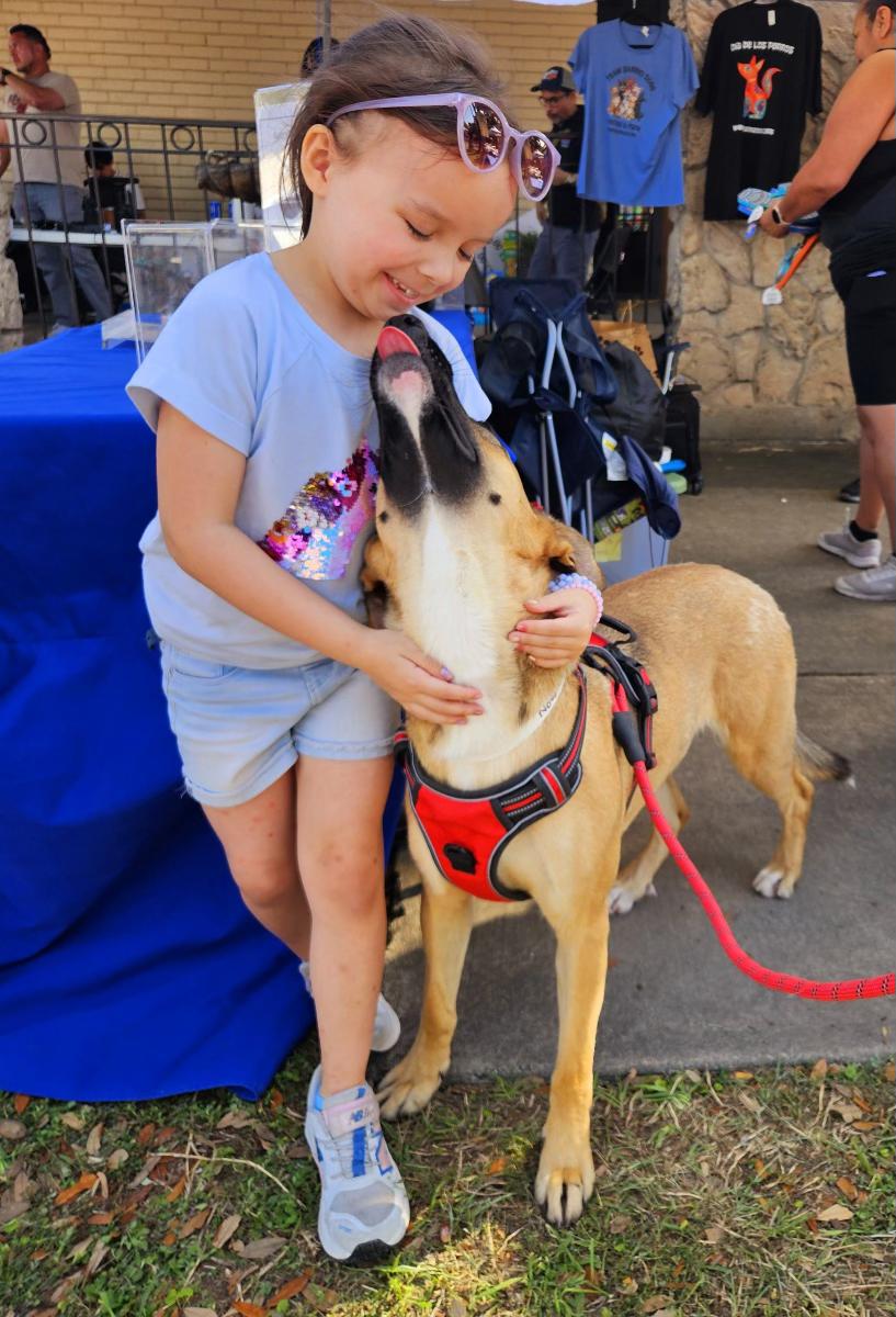 Nova, a Adoptable mixed breed in Houston, TX image 4/6