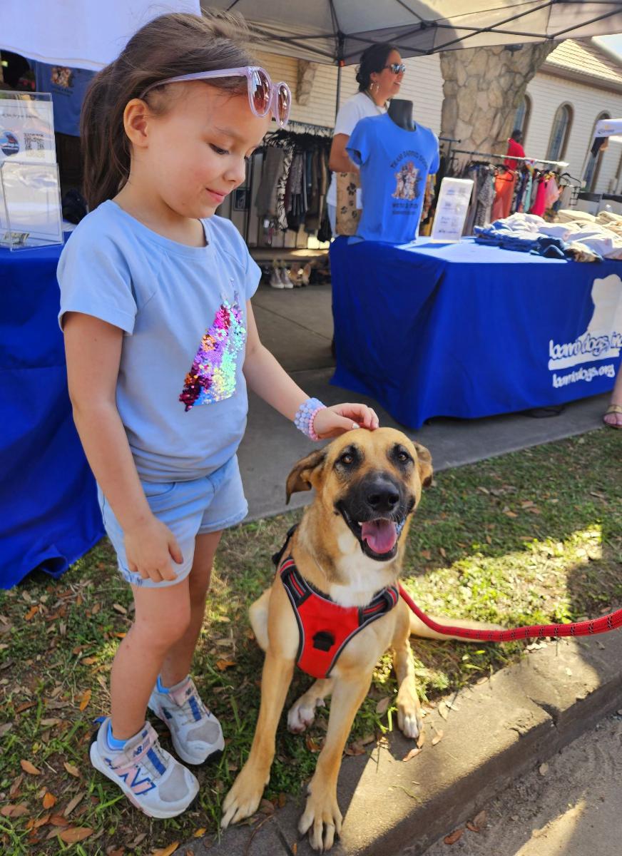 Nova, a Adoptable mixed breed in Houston, TX image 2/6