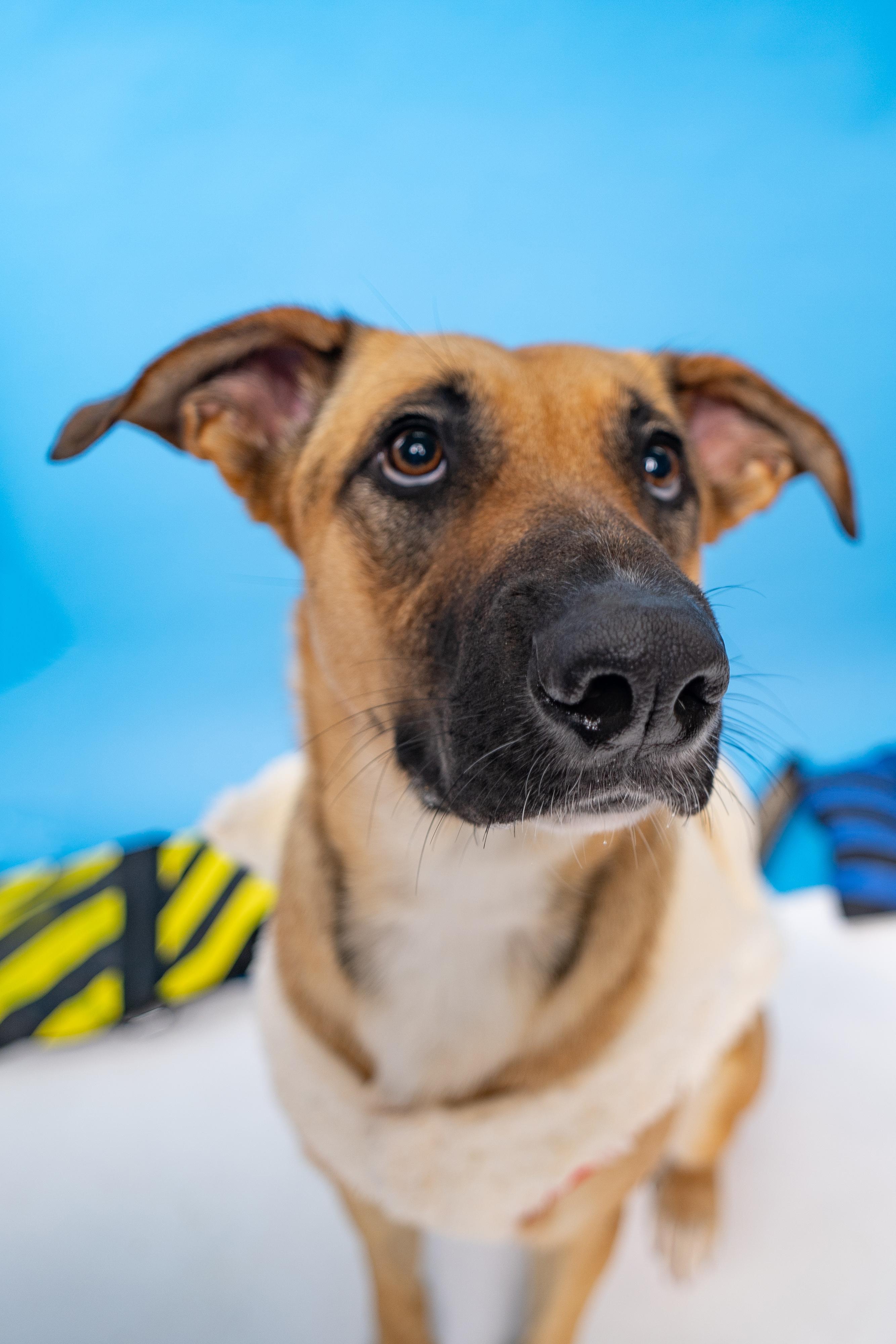 Nova, a Adoptable mixed breed in Houston, TX image 3/6