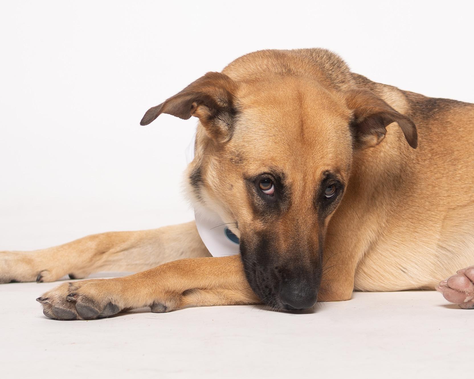 Nova, a Adoptable mixed breed in Houston, TX image 1/6