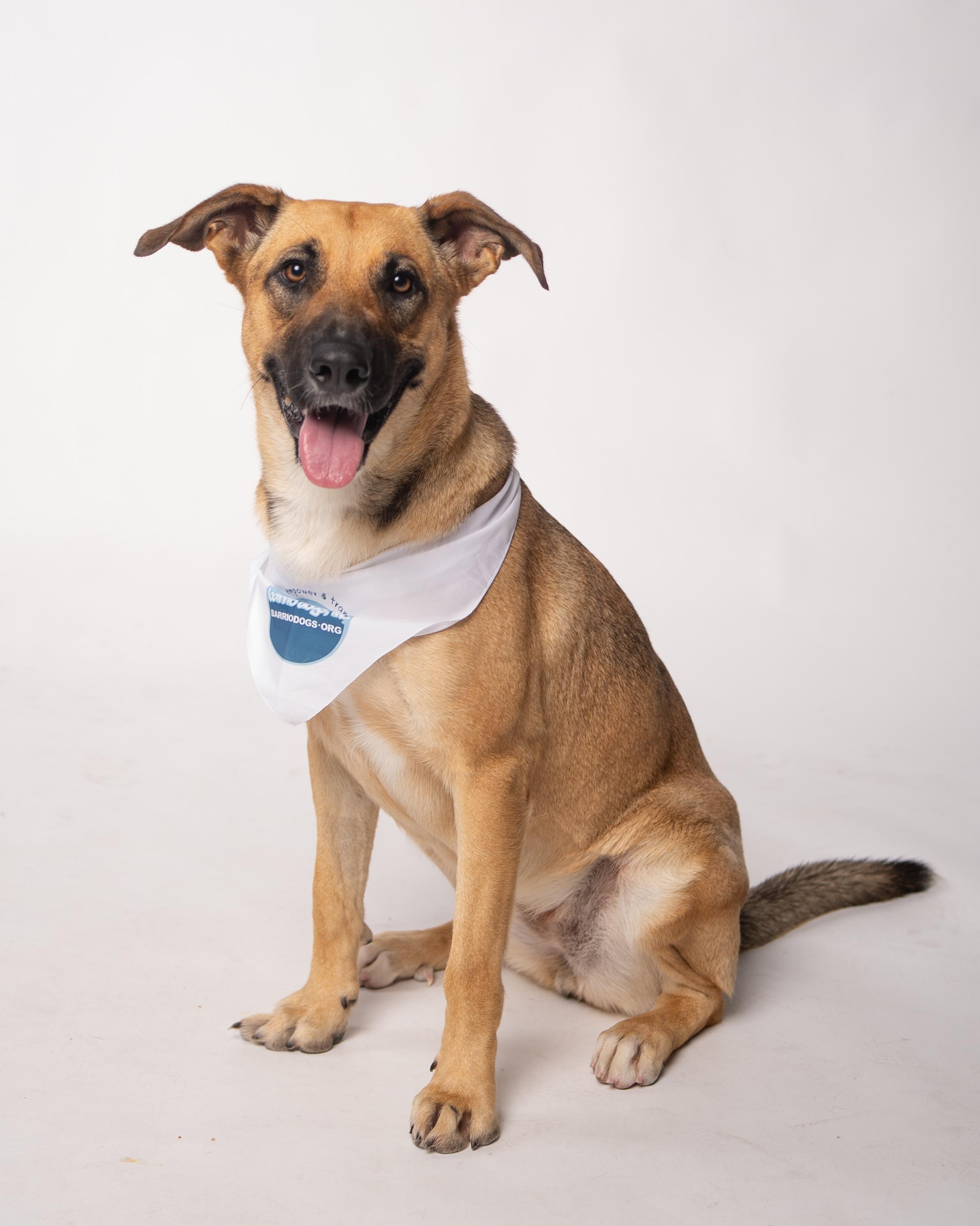 Nova, a Adoptable mixed breed in Houston, TX image 6/6