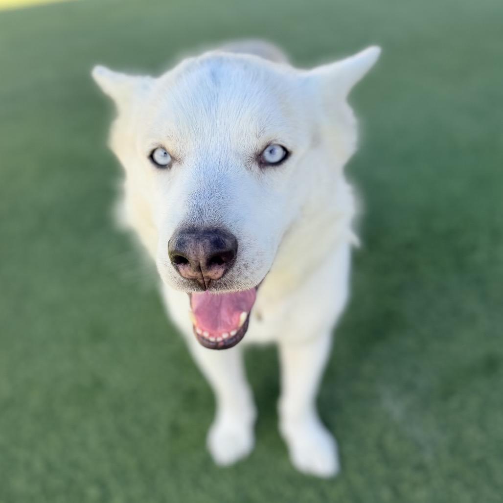 Foxy A2207634 — thumbnail 2