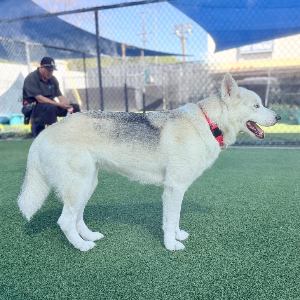 Foxy A2207634 — thumbnail 3