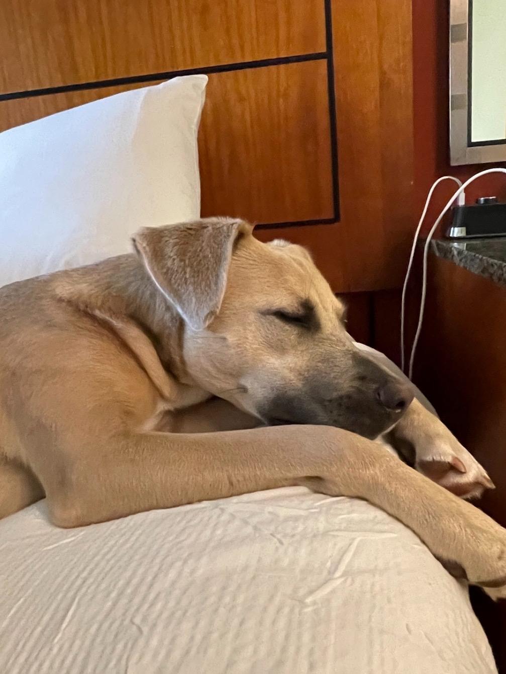 Enlarge IRIS - NEEDS A FOSTER OR ADOPTER, a Adoptable mixed breed in Largo, FL image 5/6