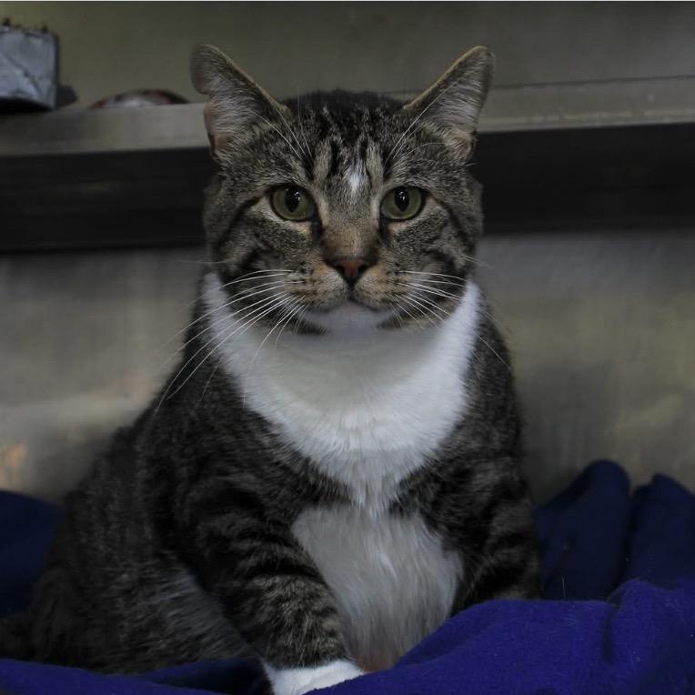 Travis Scott, Adoptable, Senior Male Domestic Short Hair.