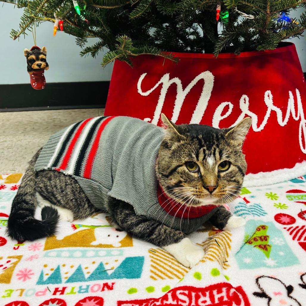 Travis Scott, a Adoptable Domestic Short Hair in Mount Vernon, IN image 3/3