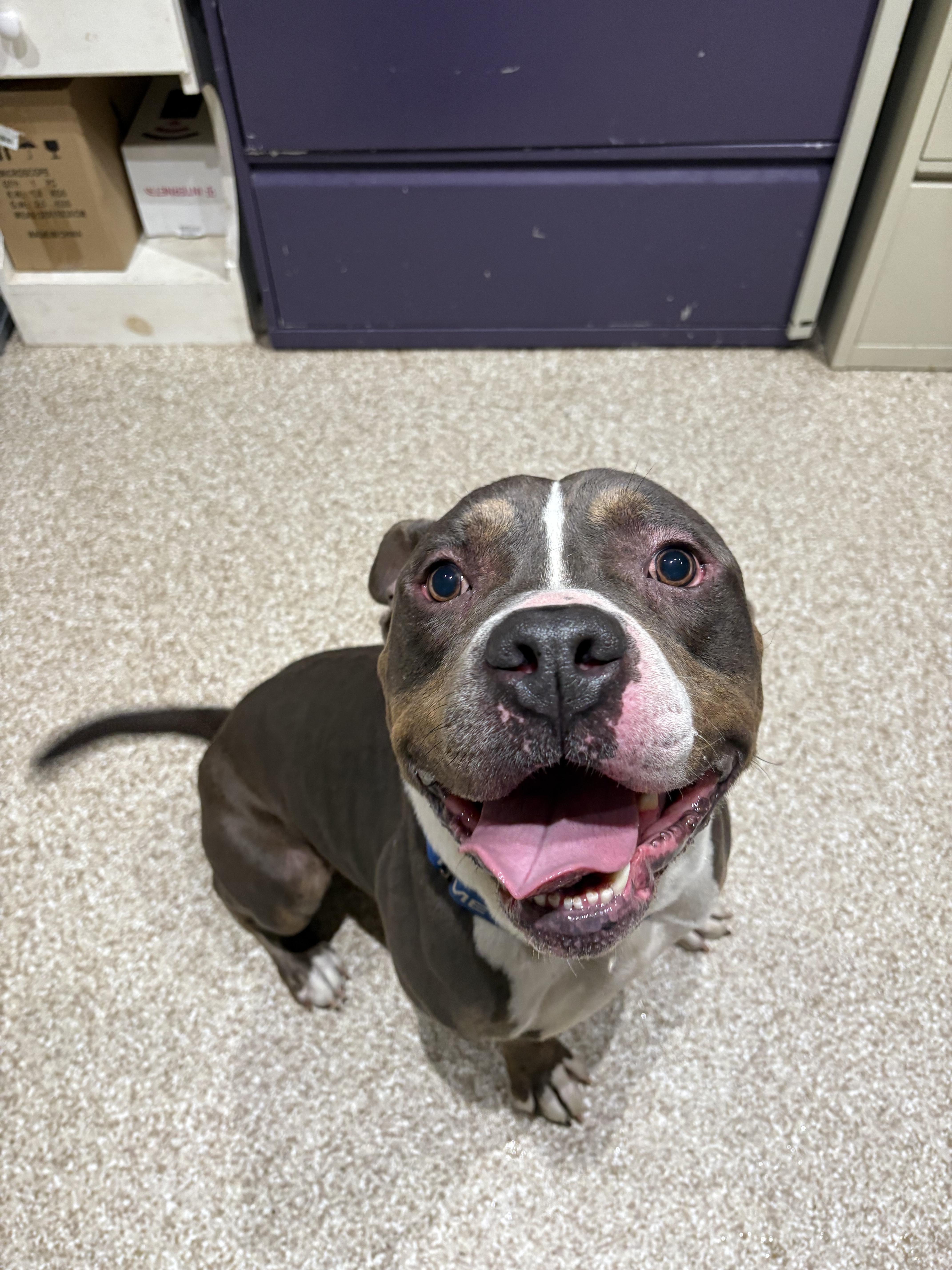 Greyson, Adoptable, Adult Male Pit Bull Terrier.