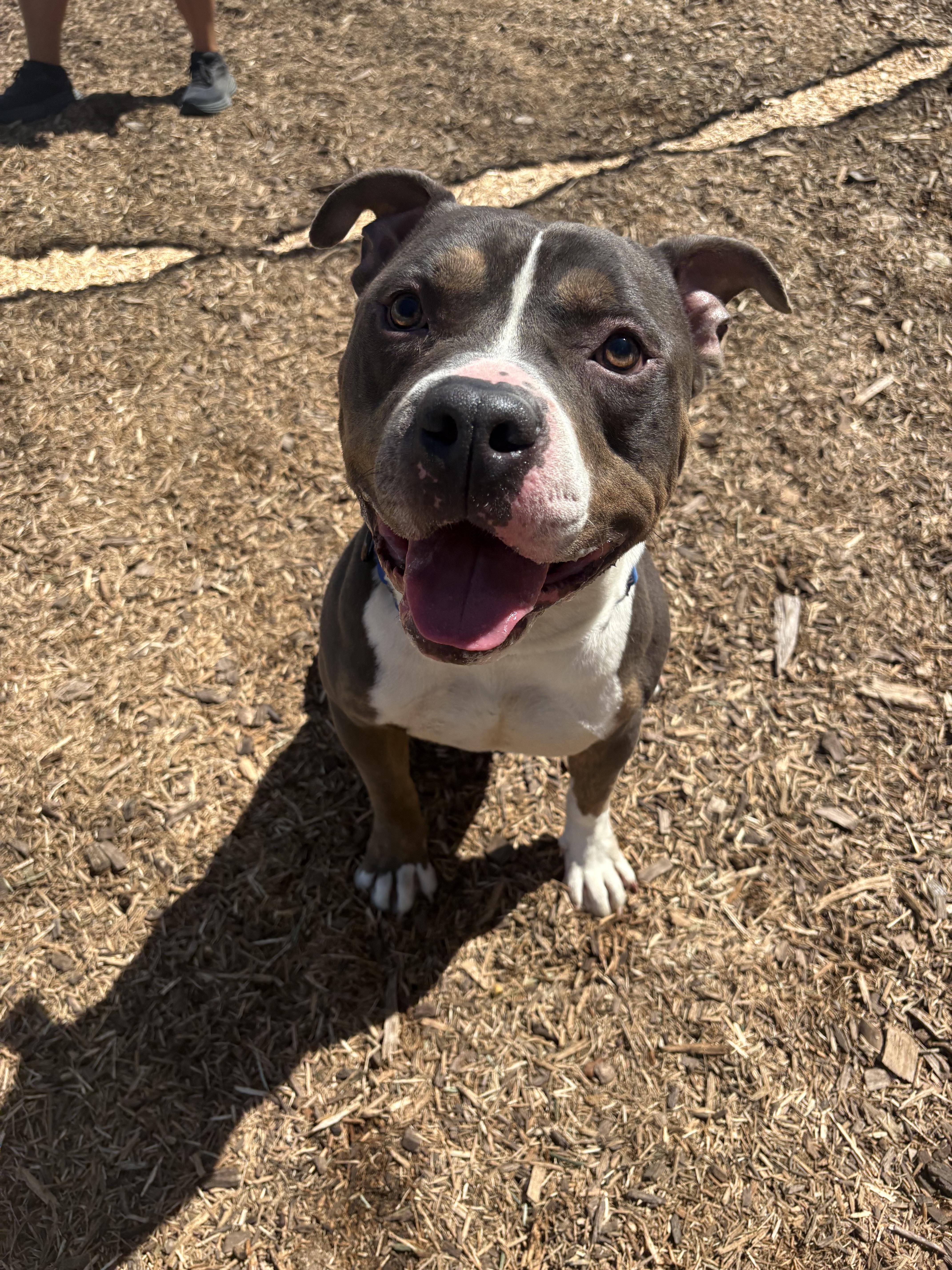 Enlarge Greyson, a Adoptable Pit Bull Terrier in Dillsburg, PA image 2/6
