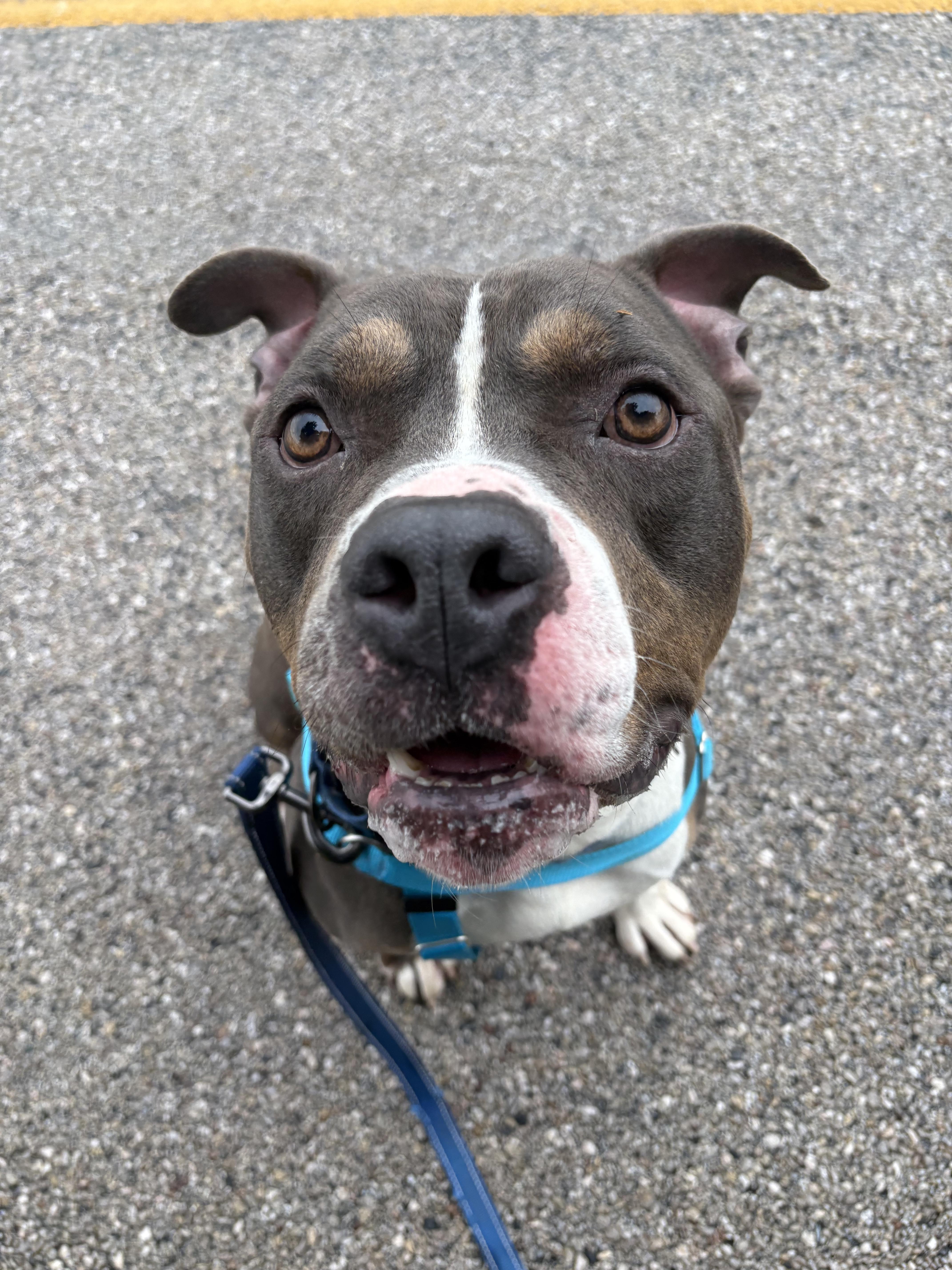 Enlarge Greyson, a Adoptable Pit Bull Terrier in Dillsburg, PA image 3/6