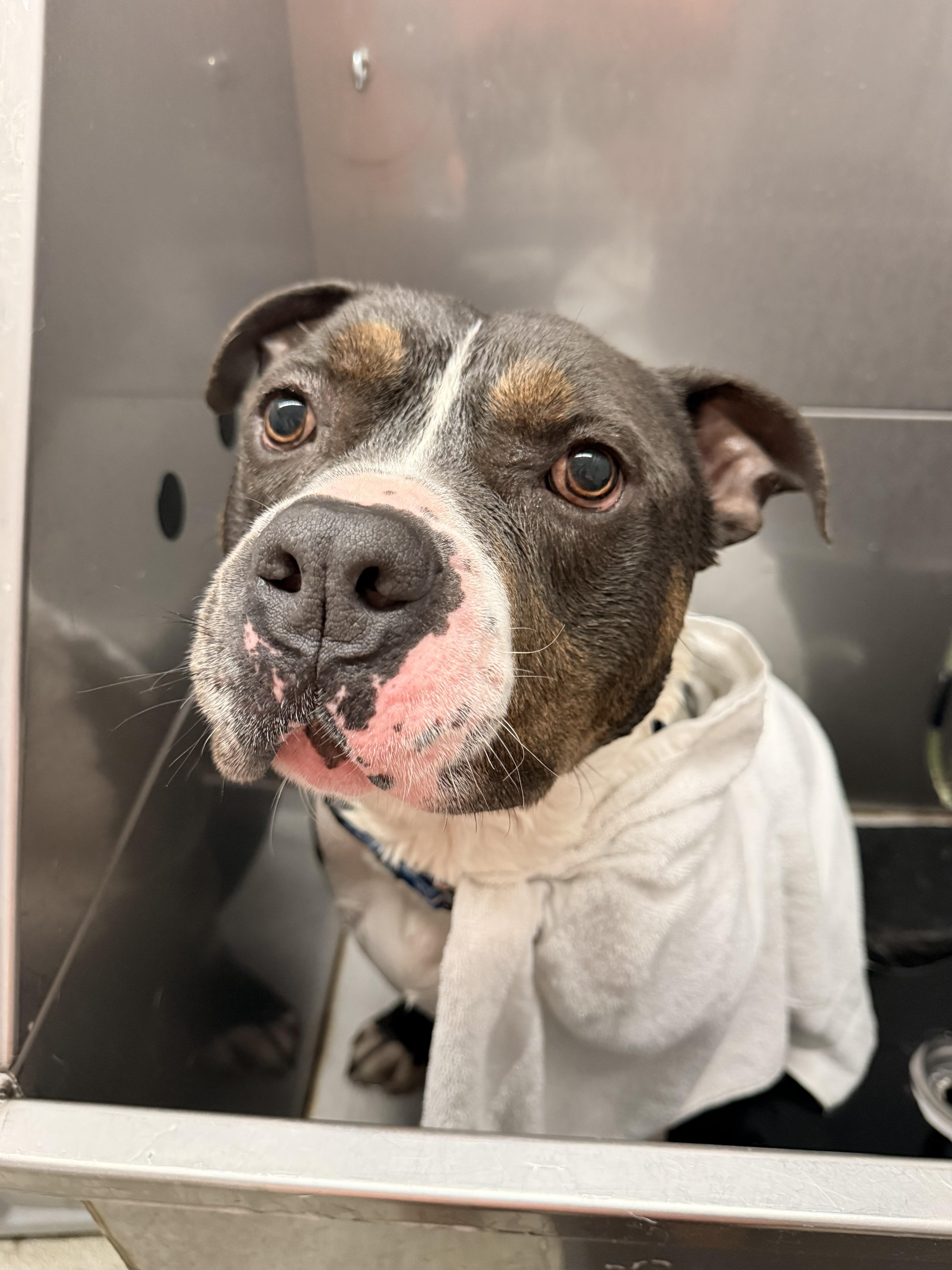 Enlarge Greyson, a Adoptable Pit Bull Terrier in Dillsburg, PA image 6/6