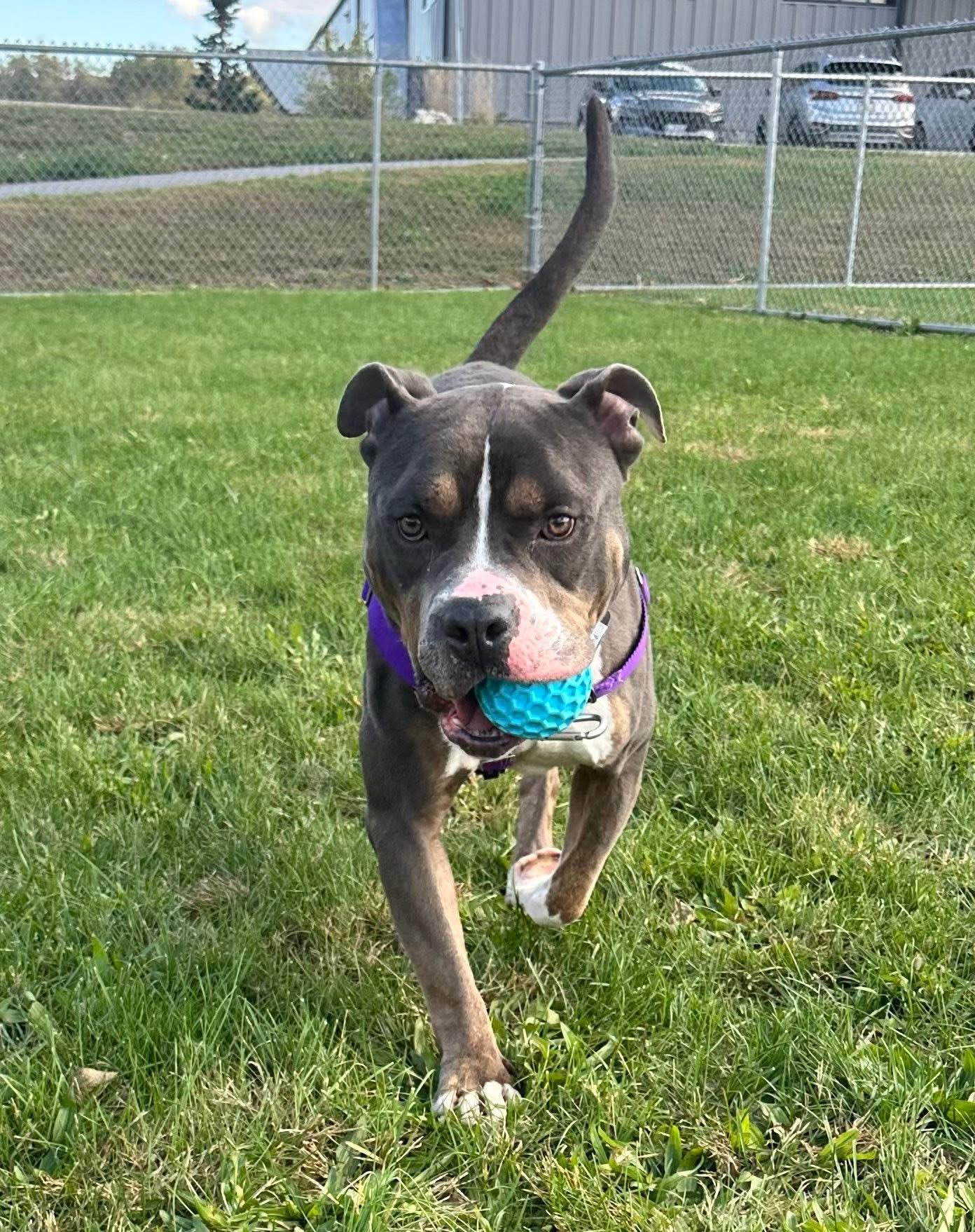 Enlarge Greyson, a Adoptable Pit Bull Terrier in Dillsburg, PA image 6/6