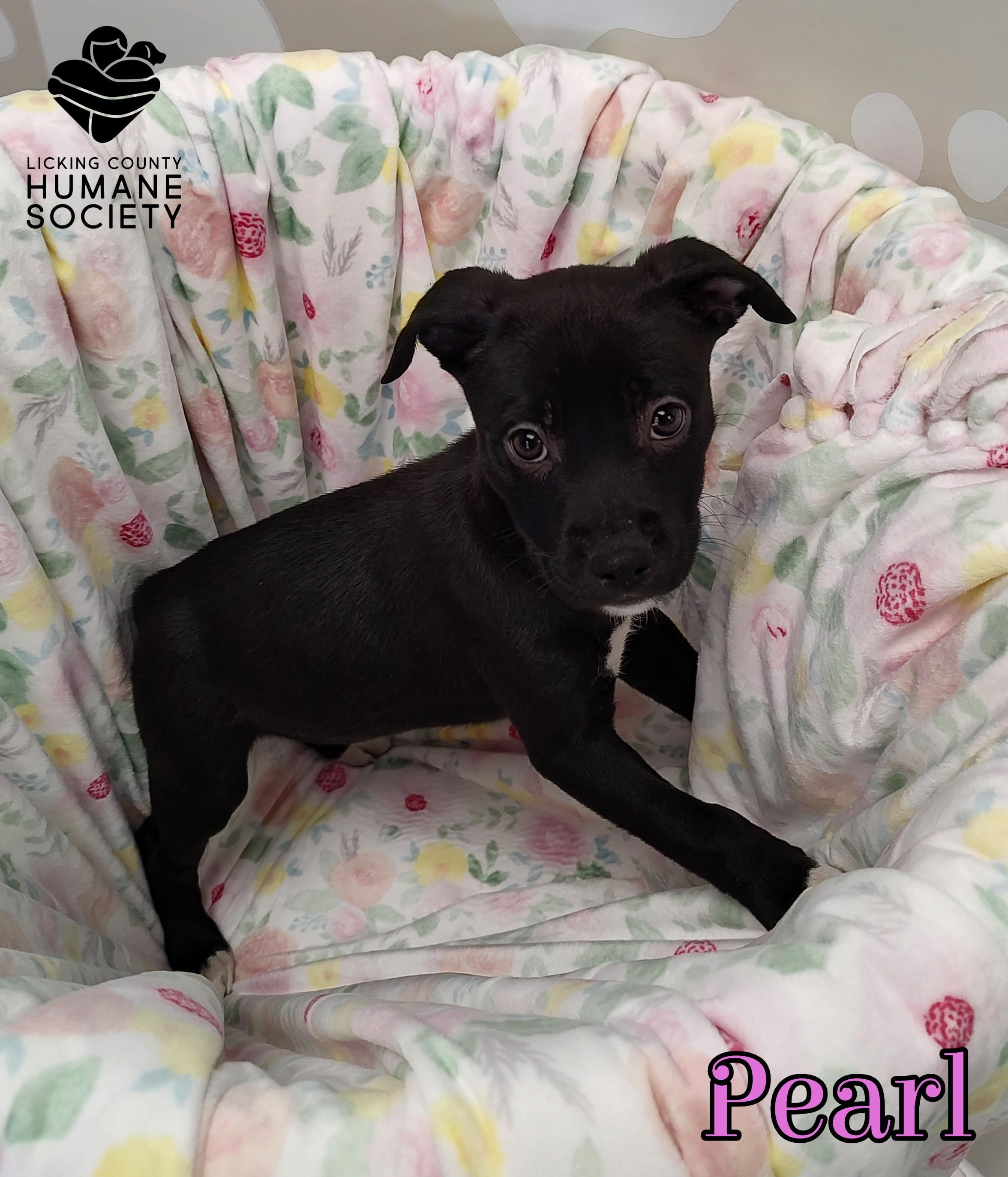 Pearl, Adoptable, Puppy Female Pit Bull Terrier.