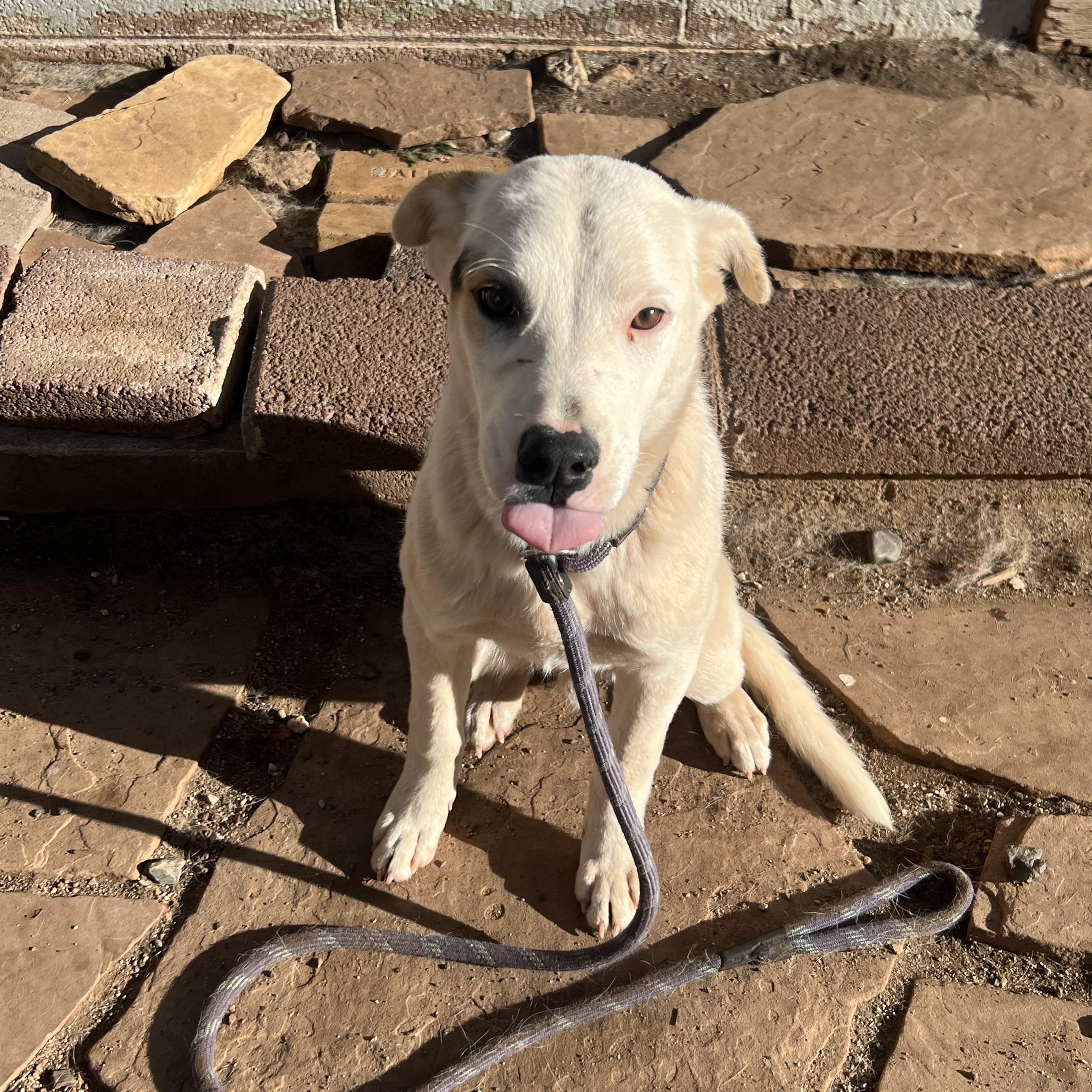 Moonbear , a ADOPTABLE mixed breed in Flagstaff, AZ image 2/3
