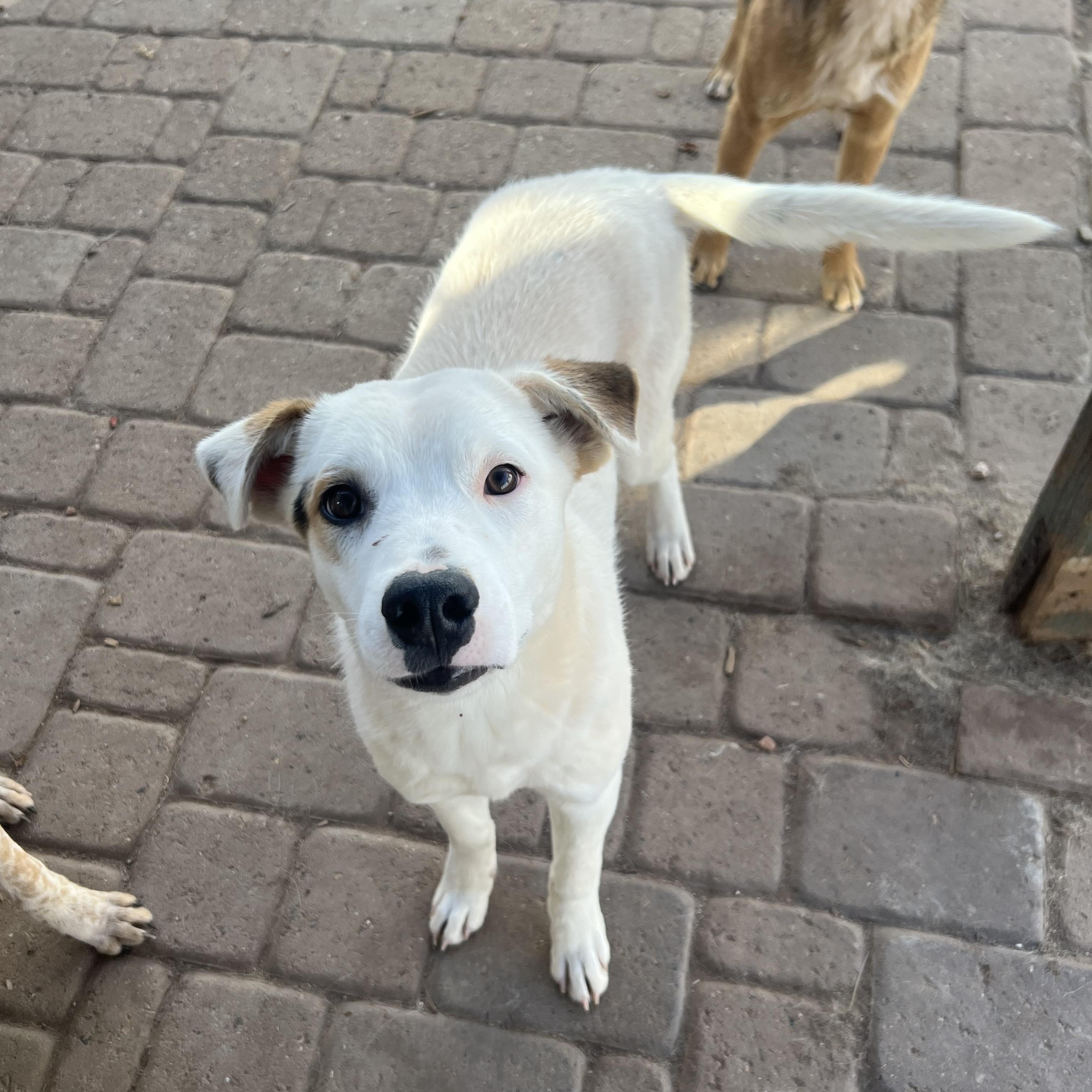 Moonbear , a ADOPTABLE mixed breed in Flagstaff, AZ image 1/3