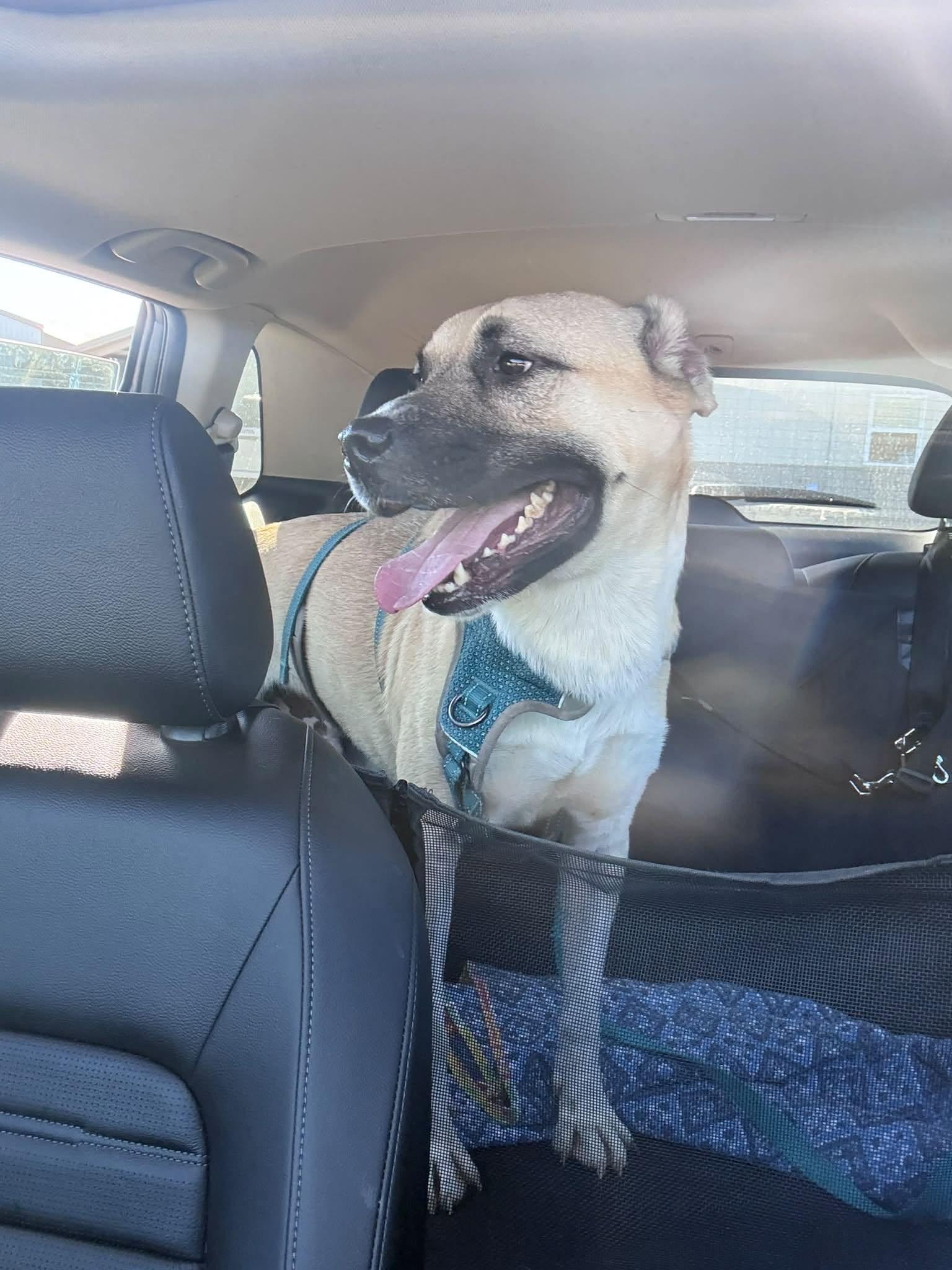 Enlarge Romeo, a Adoptable mixed breed in Clinton, IL image 4/4