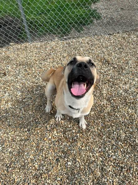 Enlarge Romeo, a Adoptable mixed breed in Clinton, IL image 4/4