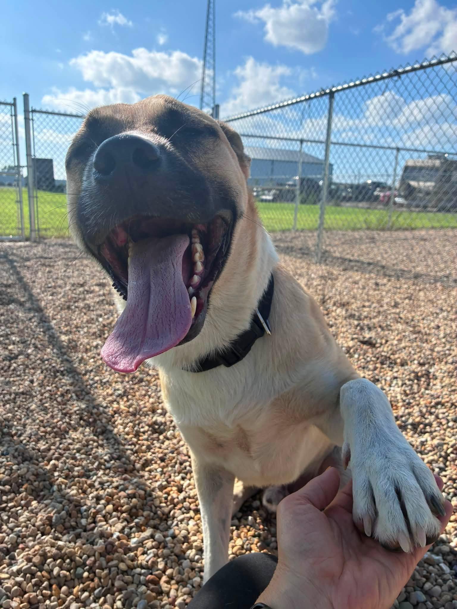 Romeo, Adoptable, Adult Male German Shepherd Dog & Great Pyrenees.