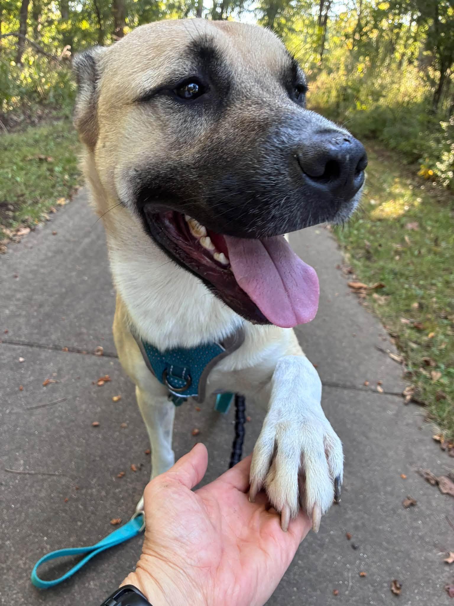 Enlarge Romeo, a Adoptable mixed breed in Clinton, IL image 3/4
