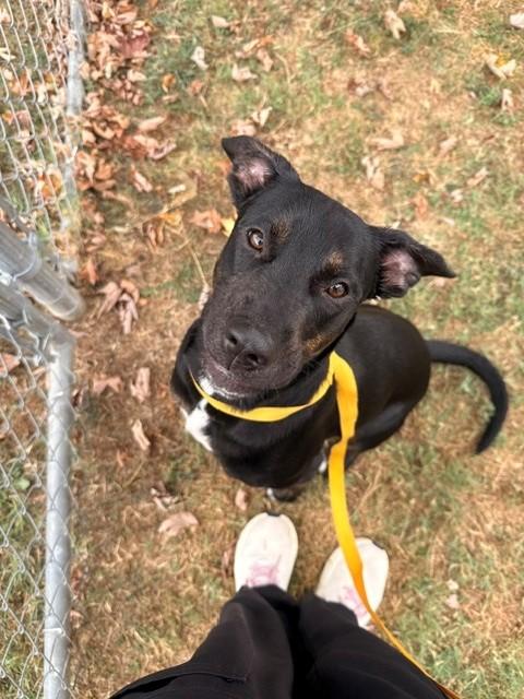 Hubba Bubba, ADOPTABLE, Adult Male Labrador Retriever.