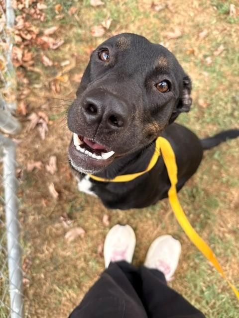 Hubba Bubba, a ADOPTABLE Labrador Retriever in Fayetteville, AR image 4/6