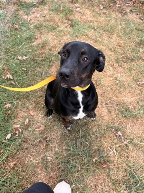 Hubba Bubba, a ADOPTABLE Labrador Retriever in Fayetteville, AR image 6/6