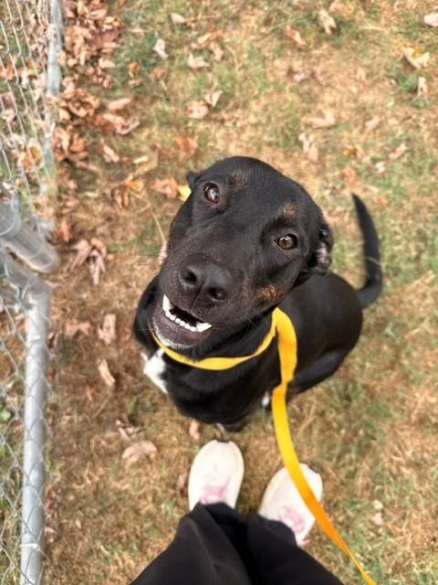 Hubba Bubba, a ADOPTABLE Labrador Retriever in Fayetteville, AR image 2/6