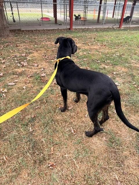 Hubba Bubba, a ADOPTABLE Labrador Retriever in Fayetteville, AR image 3/6