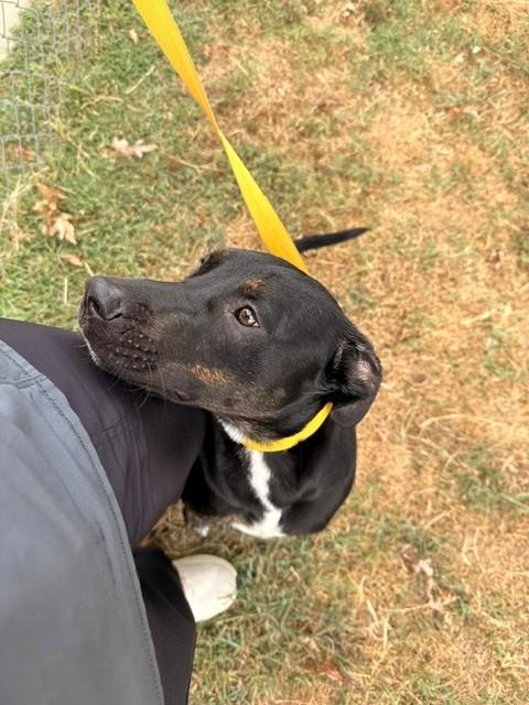 Hubba Bubba, a ADOPTABLE Labrador Retriever in Fayetteville, AR image 5/6