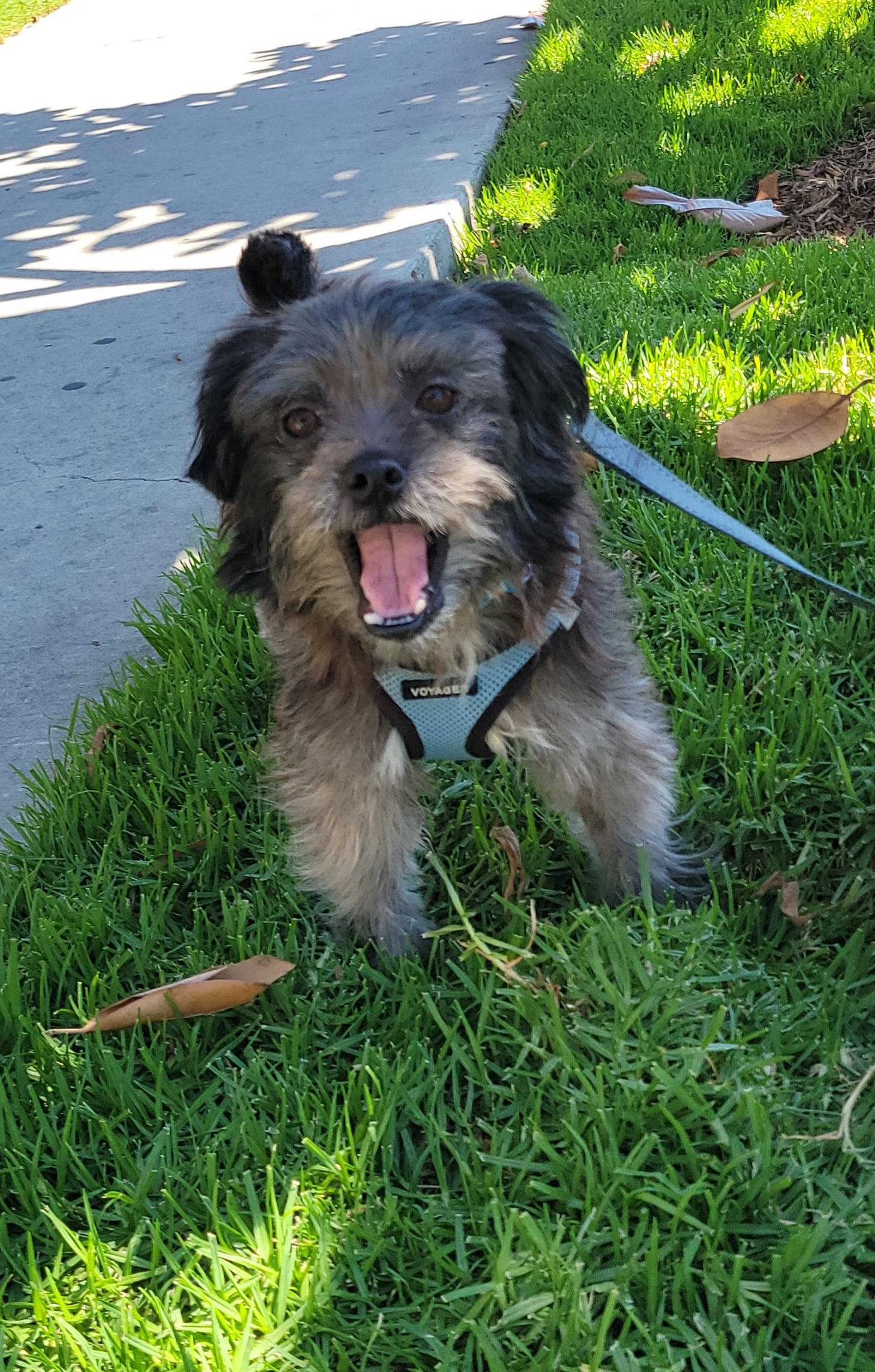 Enlarge Wookie, a Adoptable mixed breed in Reseda, CA image 4/6