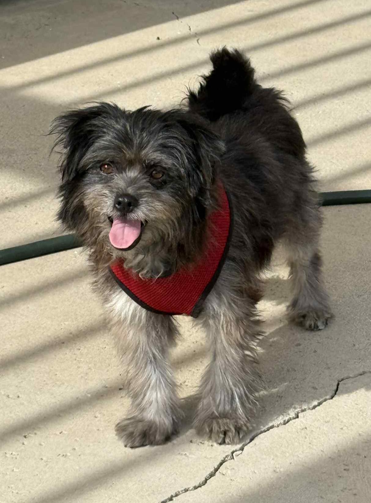 Enlarge Wookie, a Adoptable mixed breed in Reseda, CA image 5/6