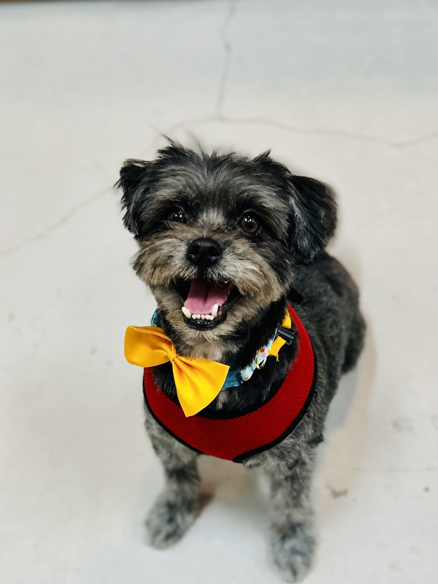 Enlarge Wookie, a Adoptable mixed breed in Reseda, CA image 2/6