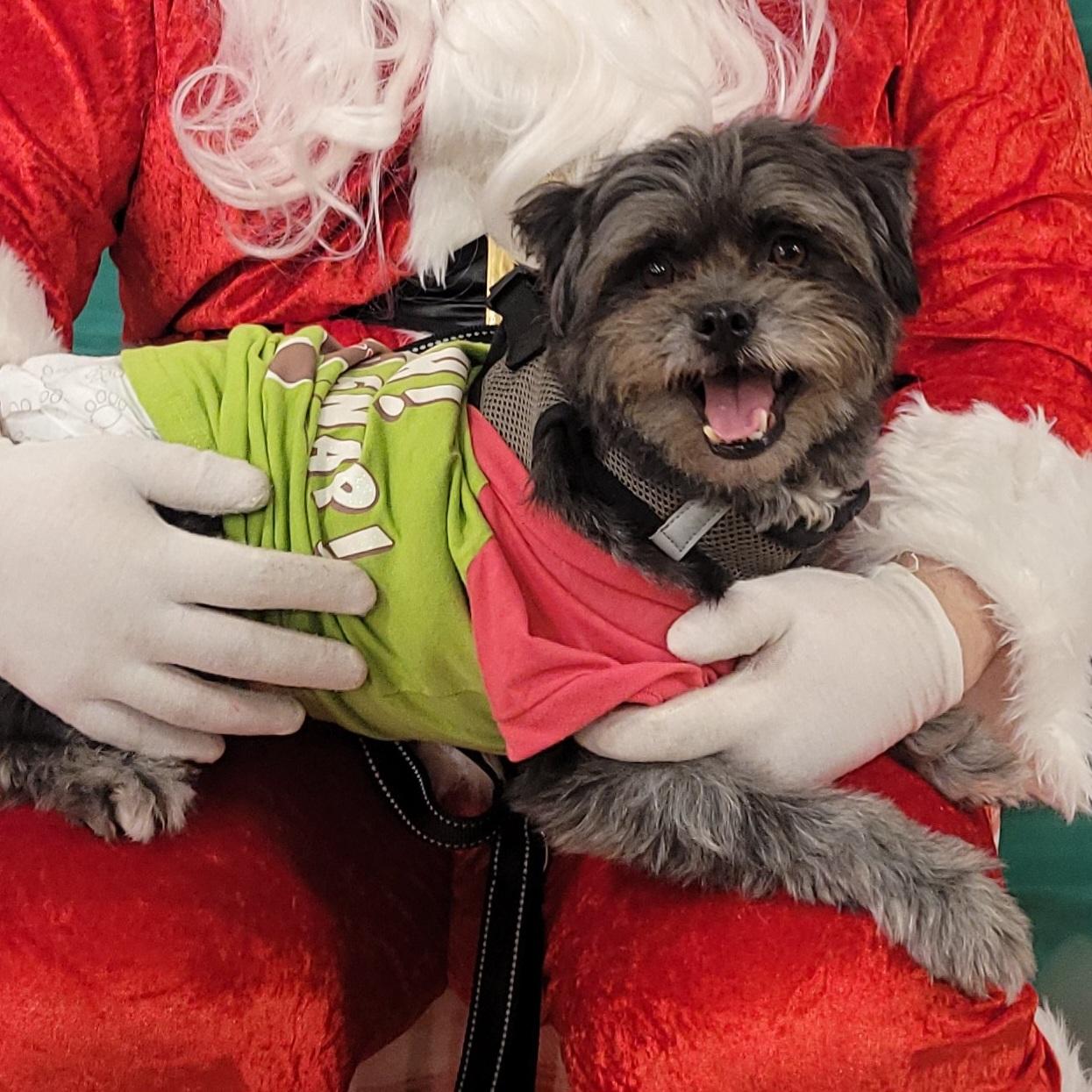 Enlarge Wookie, a Adoptable mixed breed in Reseda, CA image 6/6